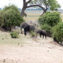 BWA NW Chobe 2016DEC04 NP 069 : 2016, 2016 - African Adventures, Africa, Botswana, Chobe National Park, Date, December, Month, Northwest, Places, Southern, Trips, Year